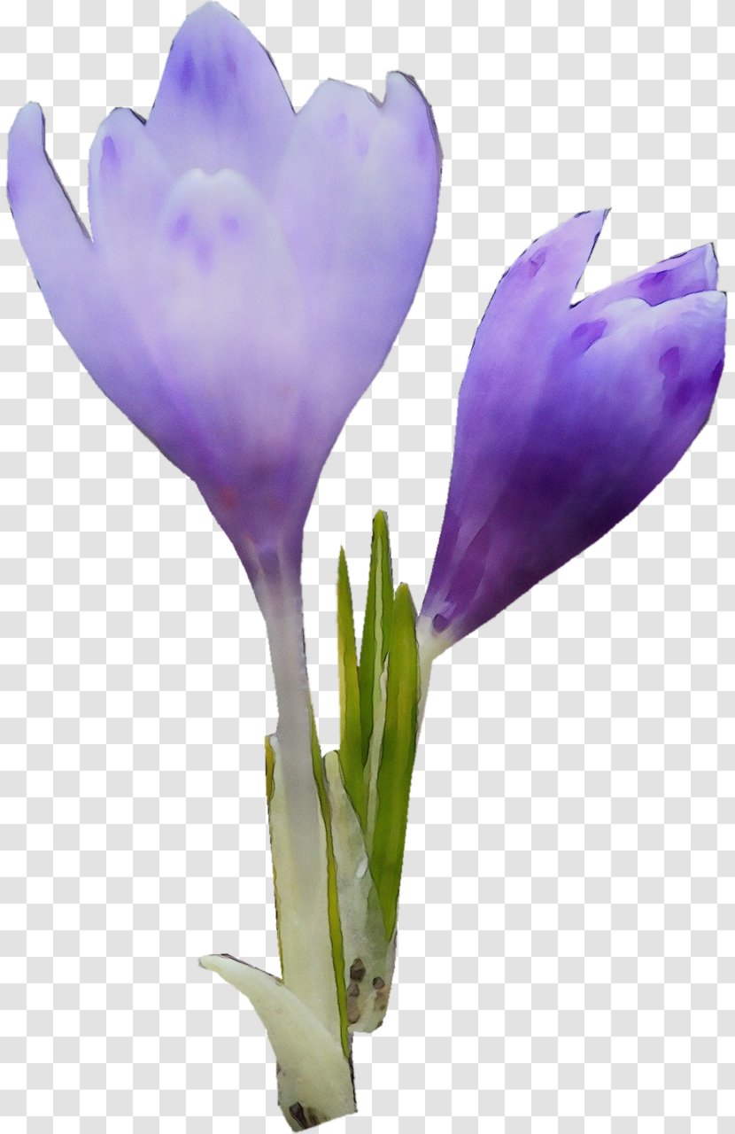 Flower Flowering Plant Tommie Crocus Spring Purple - Violet Transparent PNG