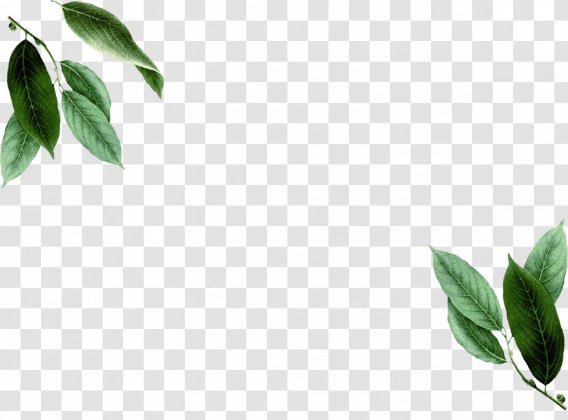Branch Leaf Season Plant Stem Pimenta Racemosa - Spring Transparent PNG
