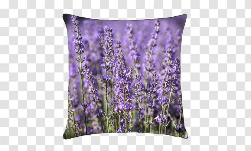 English Lavender Throw Pillows Cushion Garden - Lavande Transparent PNG