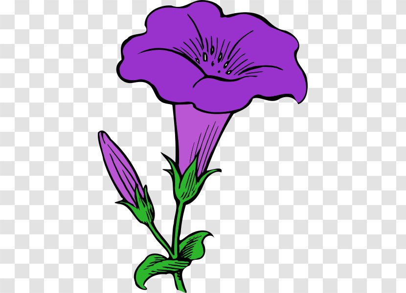 Morning Glory Drawing Clip Art - Flora - Purple Transparent PNG