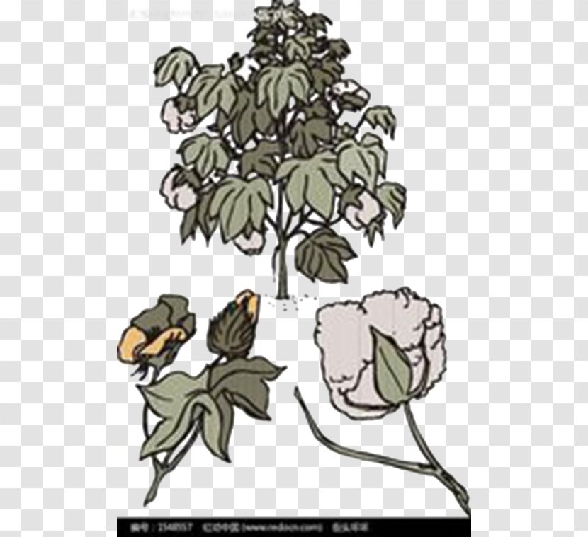 Branch Bombax Ceiba Tree Cotton - Artwork - Hand Drawn Illustration,Cotton Transparent PNG