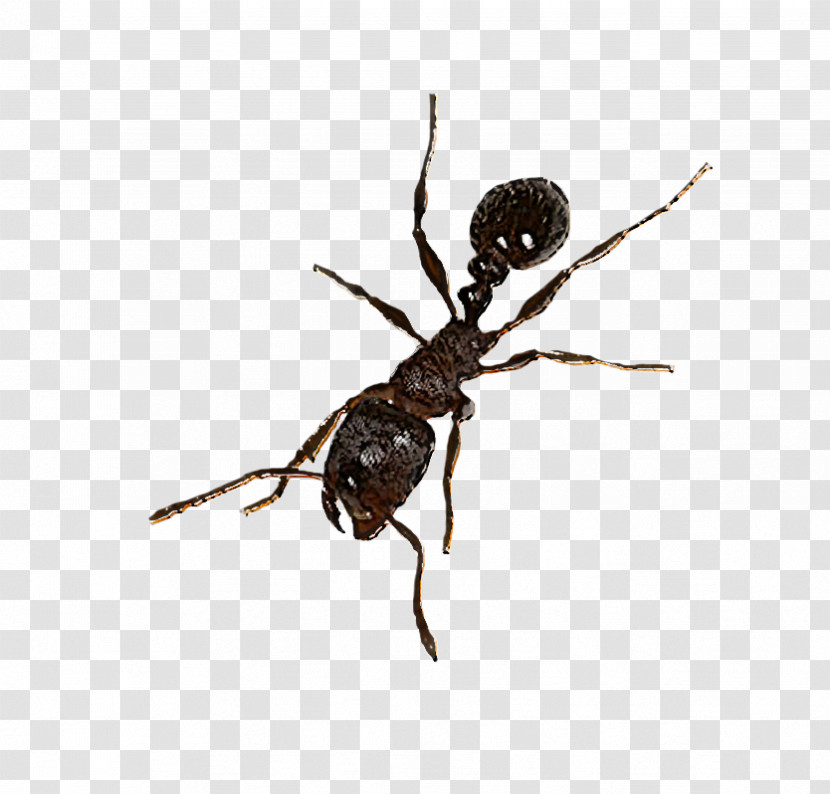 Insect Pest Spider Carpenter Ant Arachnid Transparent PNG