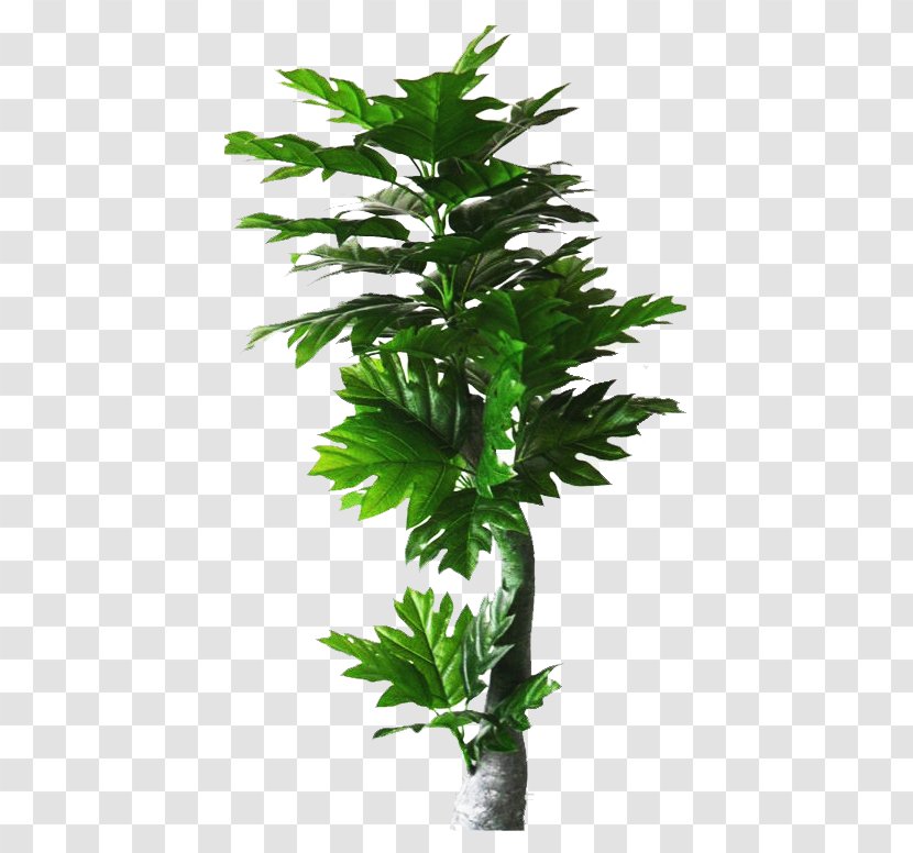 Tree Simulation - Plant - Of Coffee Picture Material Transparent PNG