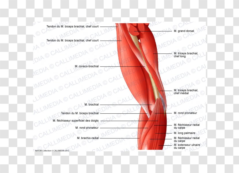 Thumb Elbow Muscle Arm Muscular System - Silhouette Transparent PNG