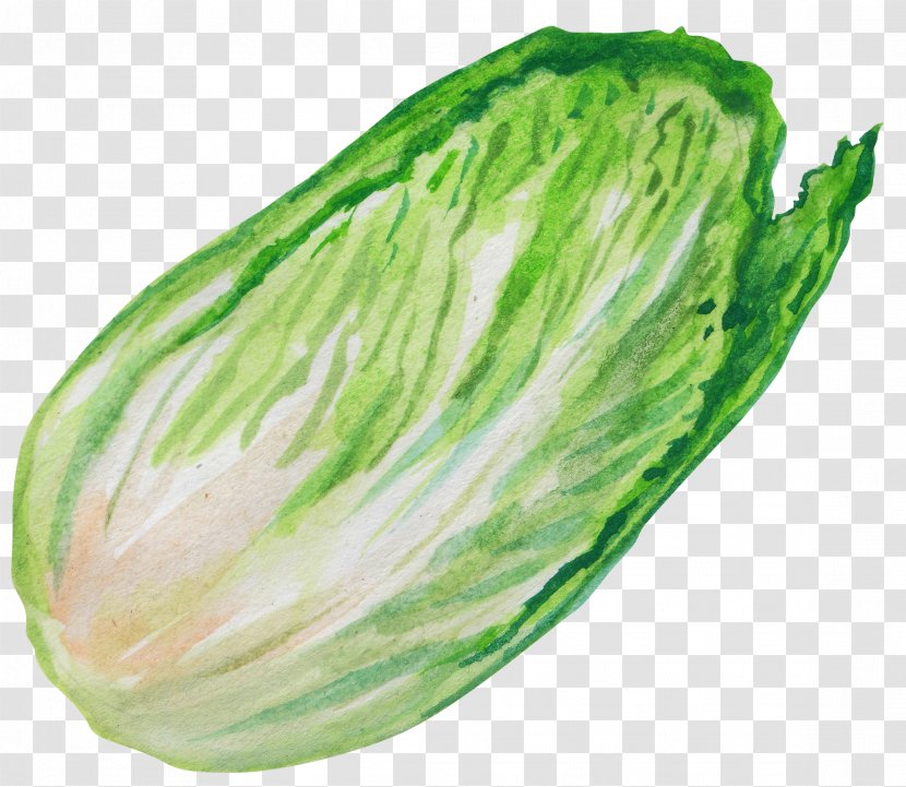 Chinese Cabbage Leaf Vegetable - Hand Painted Transparent PNG