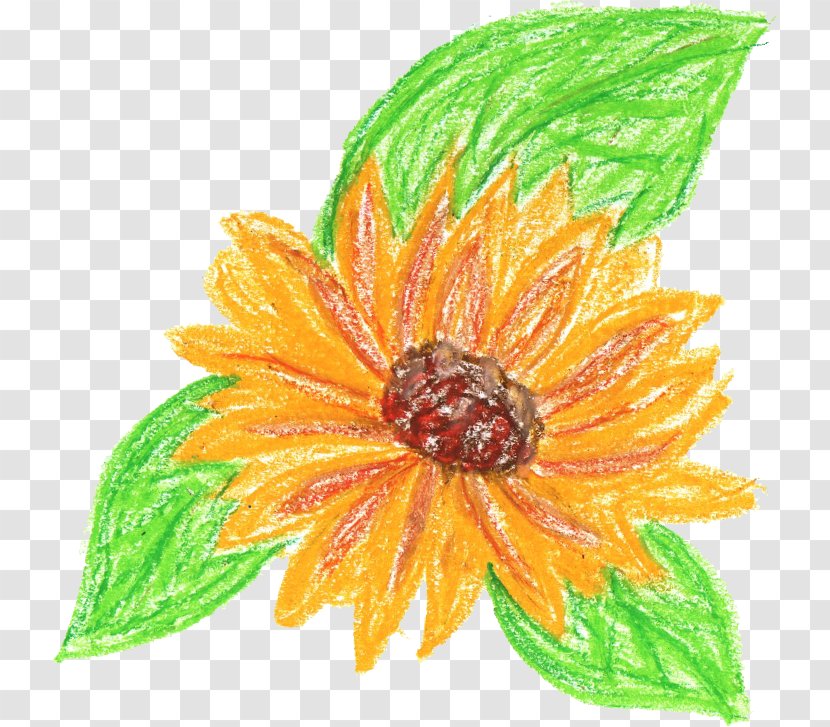 Flower Drawing - Sunflower - CRAYONS Transparent PNG