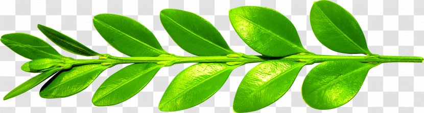 Leaf Branch Euclidean Vector - Resource Transparent PNG