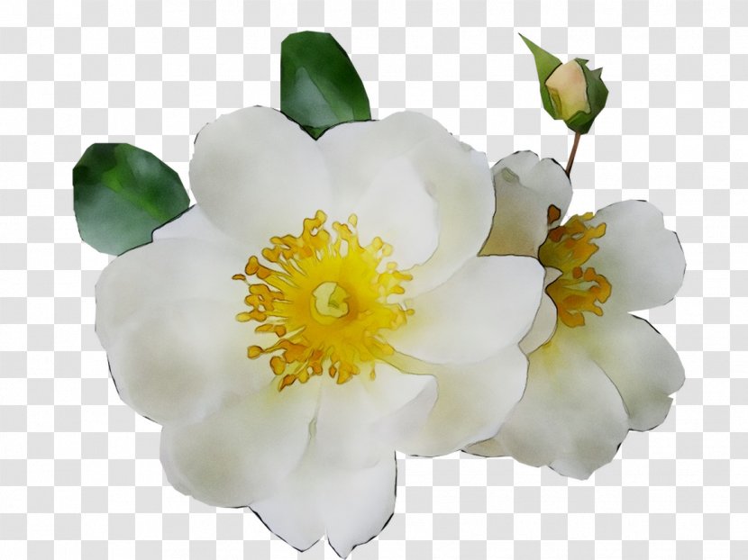 Dog-rose Burnet Rose Floribunda Cut Flowers - Perennial Plant - Flower Transparent PNG