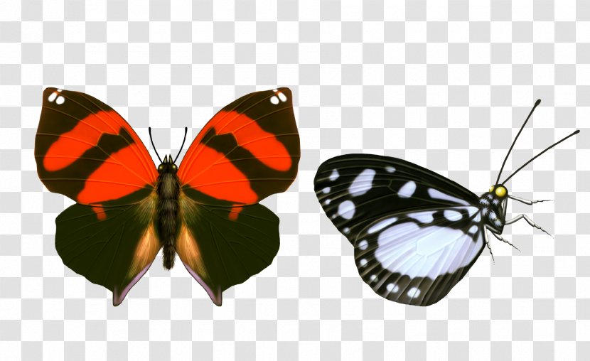 Butterfly - Moth - Closeup Transparent PNG