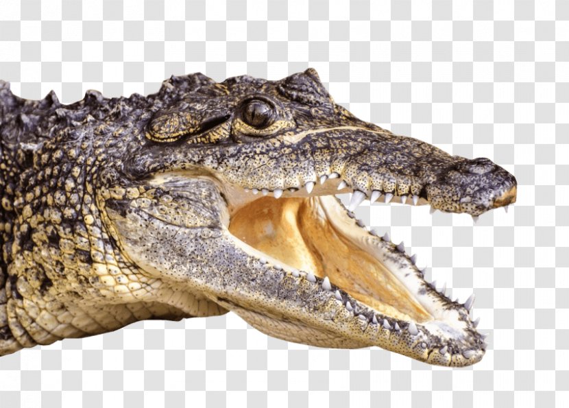 Nile Crocodile Angry Wild Beach Hunt Alligator Sim Crocodiles American Transparent PNG