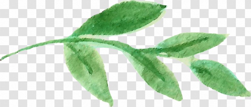 Leaf Plant Stem Organism - Watercolor Leaves Transparent PNG