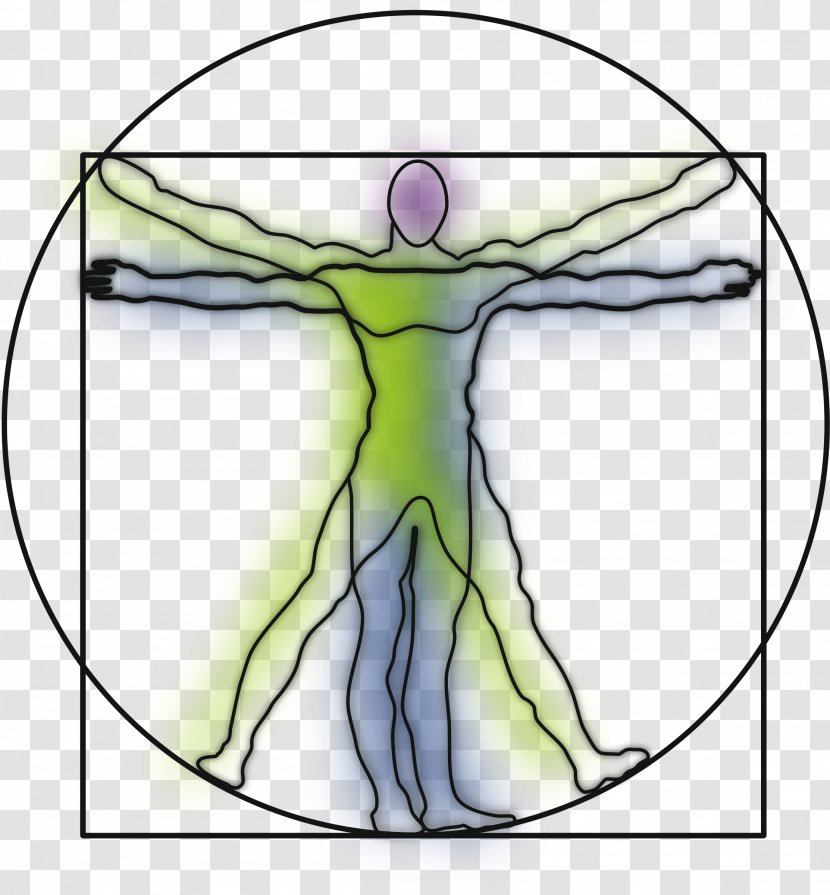 Vitruvian Man Drawing Art Clip - Watercolor - Massage People Transparent PNG