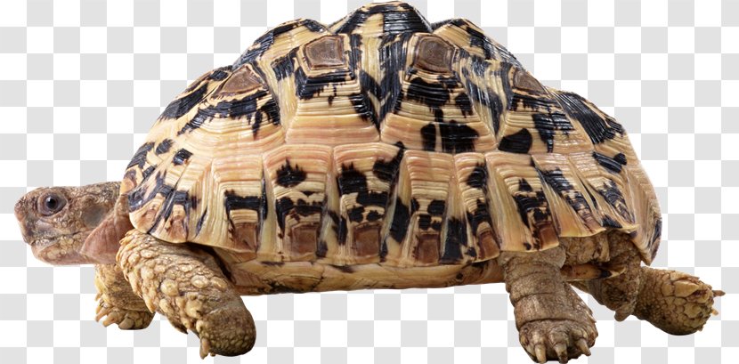 Turtle Tortoise - Turtles In Captivity - Desertification Transparent PNG