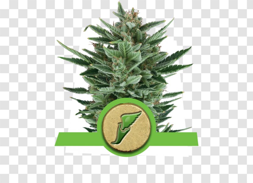 Autoflowering Cannabis Seed Ruderalis Marijuana Cultivation - Conifer - Plant Variety Transparent PNG