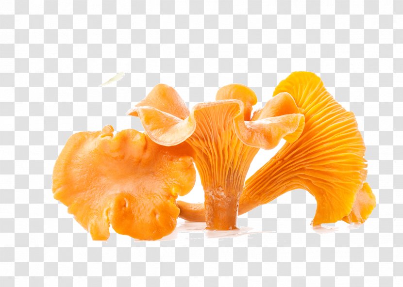 Fruit Orange Chanterelle - Mushroom Pictures Transparent PNG