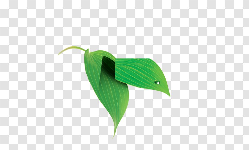 Leaf - Green Transparent PNG