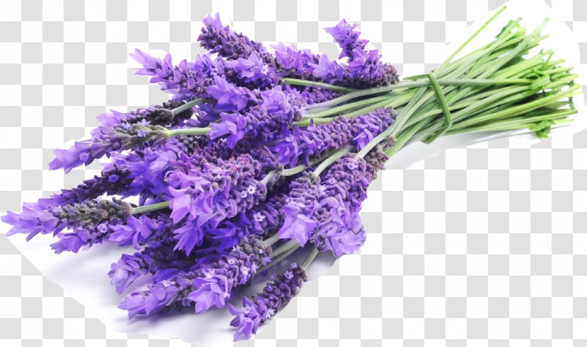 English Lavender Oil Lavandula Latifolia French Transparent PNG