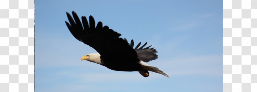 Bald Eagle Hawk Buzzard Vulture - Sky - King Salmon Transparent PNG