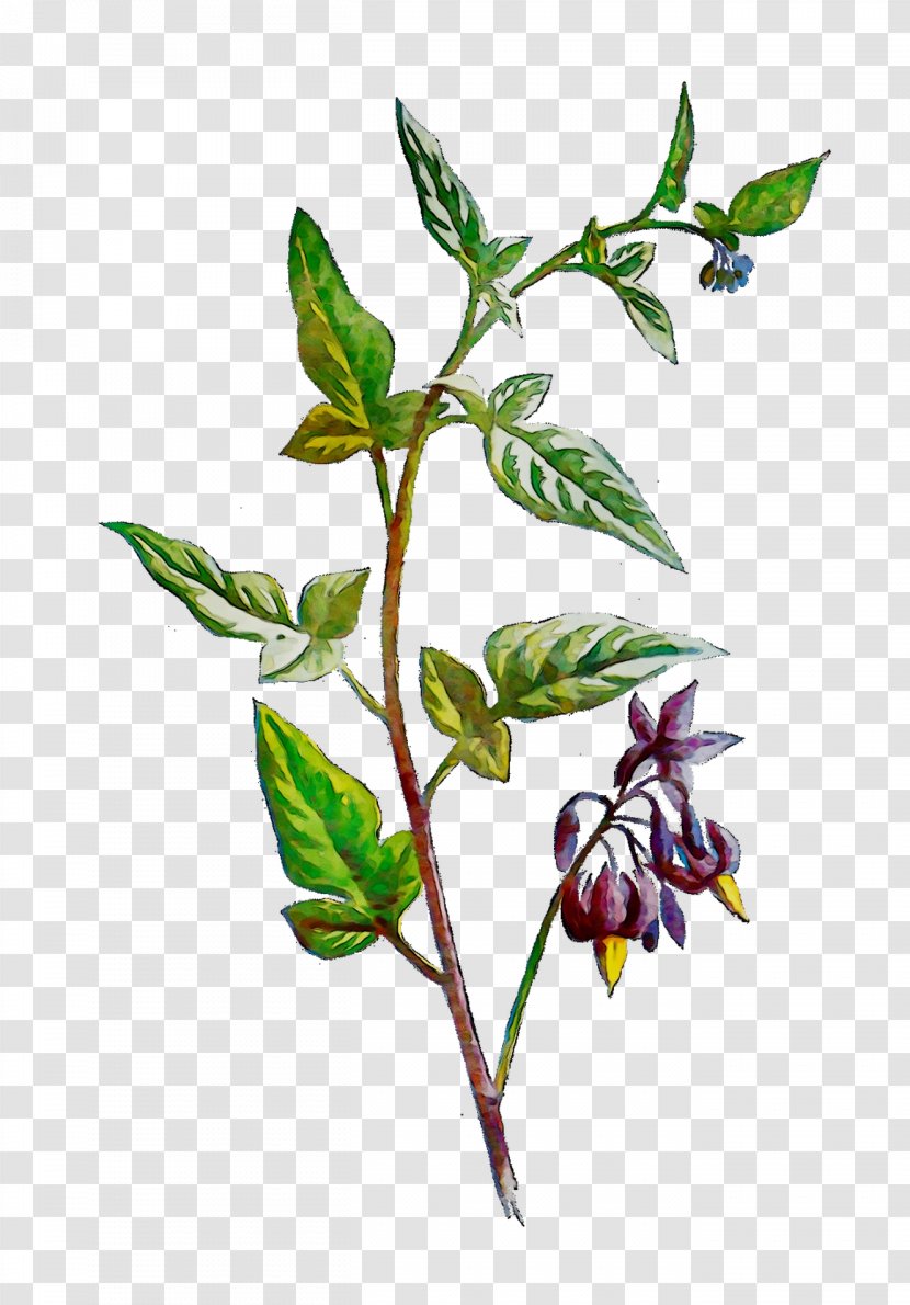 Twig Plant Stem Flowering Leaf - Plants - Botany Transparent PNG