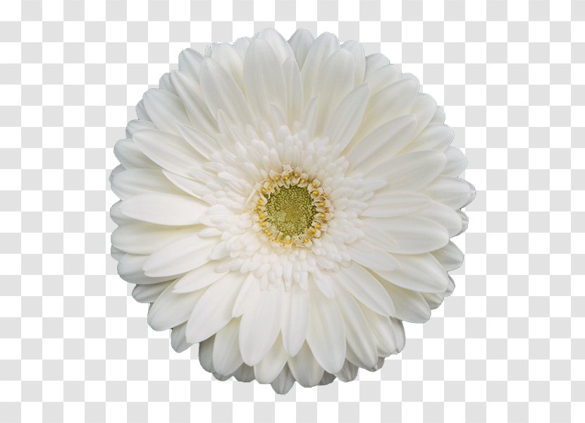 Transvaal Daisy White Flower Yellow Color - Red - Dubai Transparent PNG