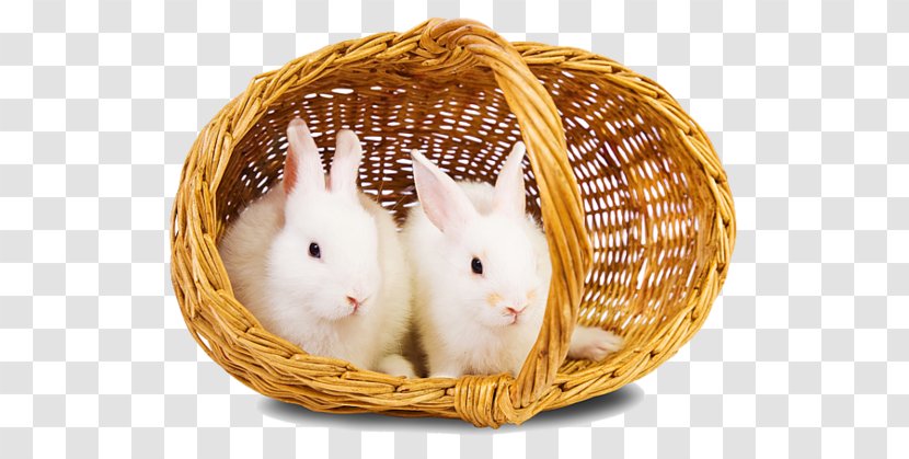 Hare Easter Bunny Rodent Domestic Rabbit Transparent PNG
