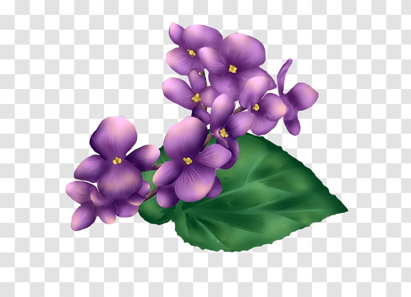 Violet Petal Herbaceous Plant - Flower - Chickadee Transparent PNG