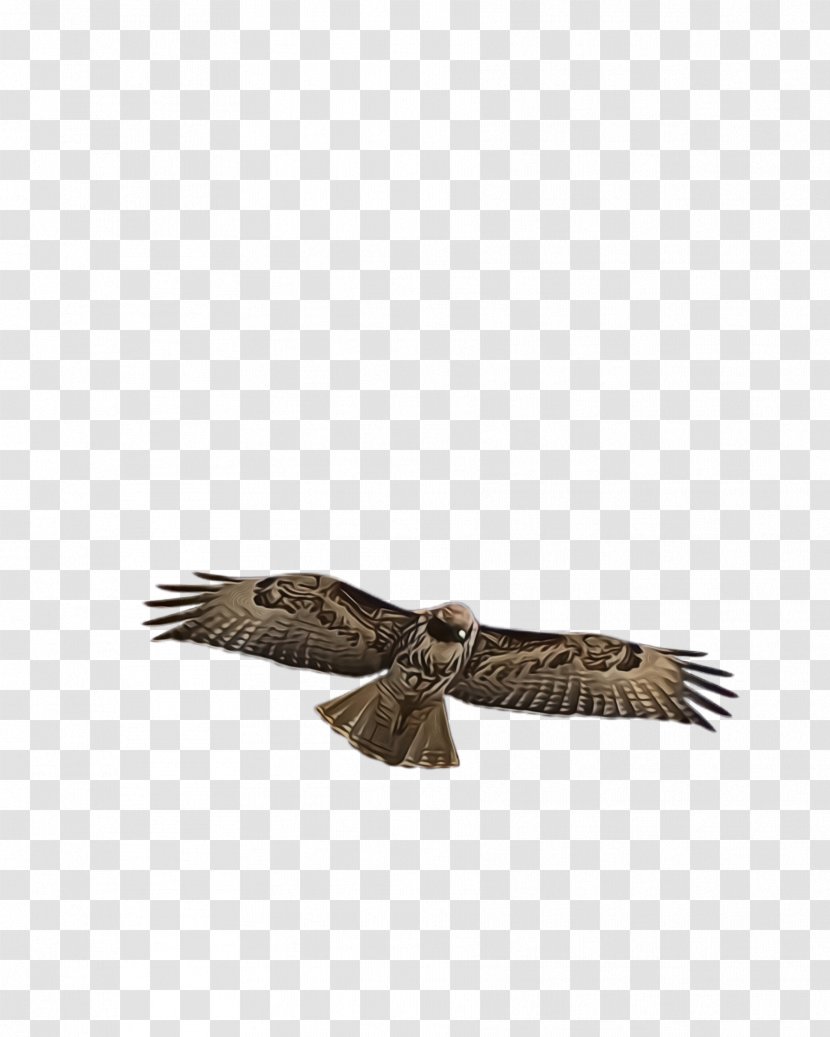 Flying Bird Background - Kite - Falconiformes Transparent PNG