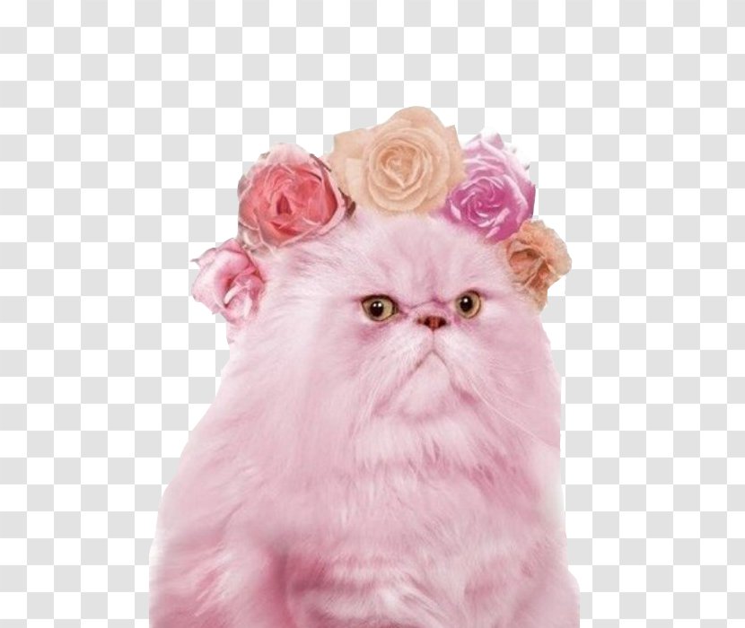 Persian Cat Pink Kitten Ragdoll Grumpy - Vertebrate Transparent PNG