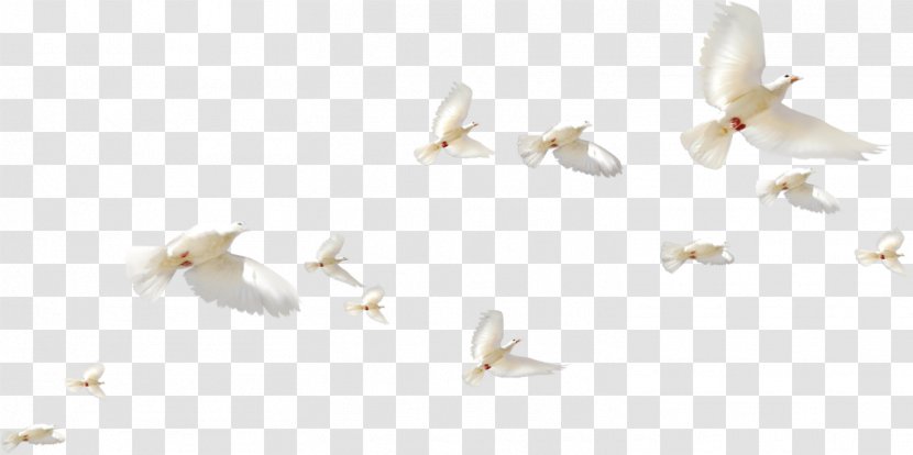 Rock Dove Homing Pigeon Bird Columbidae Flight - Flock Transparent PNG