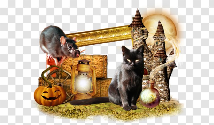 Halloween Kitten Cucurbita Cat - Free Tom And Jerry Buckle Material Transparent PNG