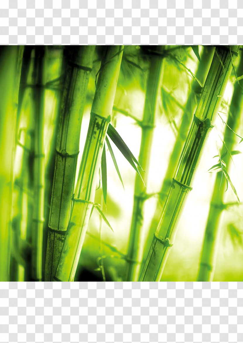 Bamboo U7af9u6587u5316 Art - Weaving - Green Transparent PNG