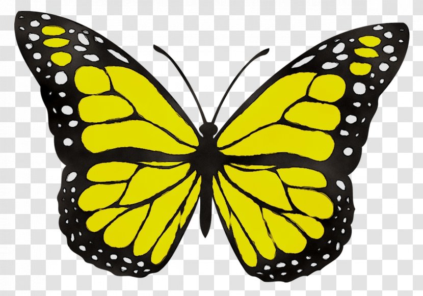 Monarch Butterfly Clip Art Drawing Image - Symmetry - Cynthia Subgenus Transparent PNG