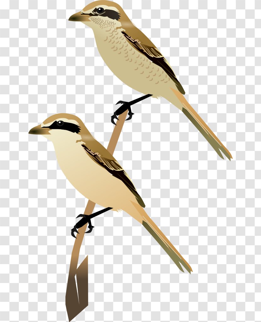 Lark Wren Bird Common Cuckoo Beak - Songbirds Transparent PNG