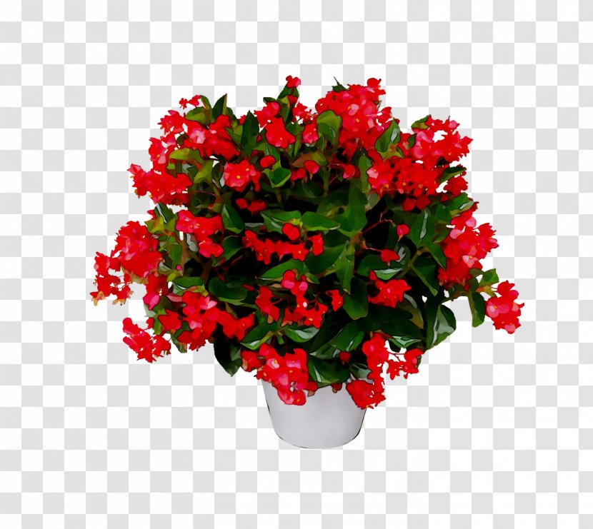Begonia Stock.xchng Image Photograph Download - Artificial Flower - Red Transparent PNG