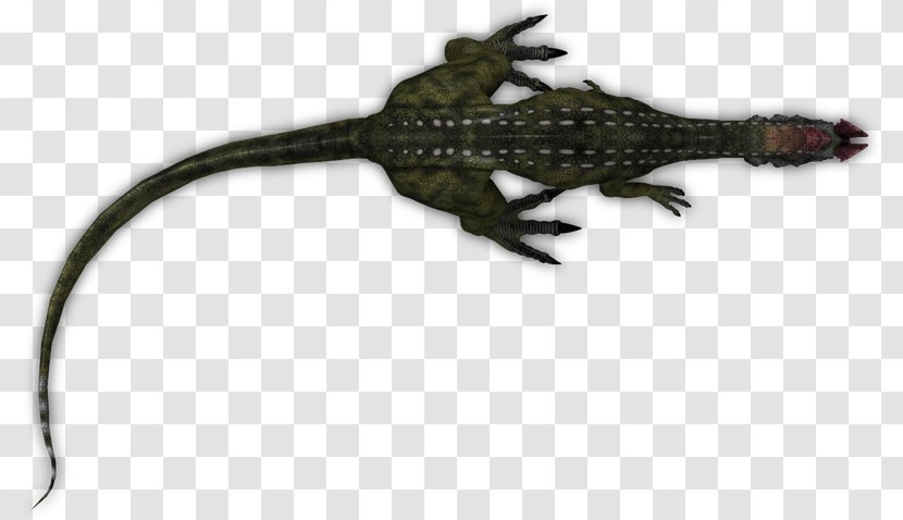 Gecko Alligators Lizard Amphibian Terrestrial Animal - Scaled Reptile Transparent PNG