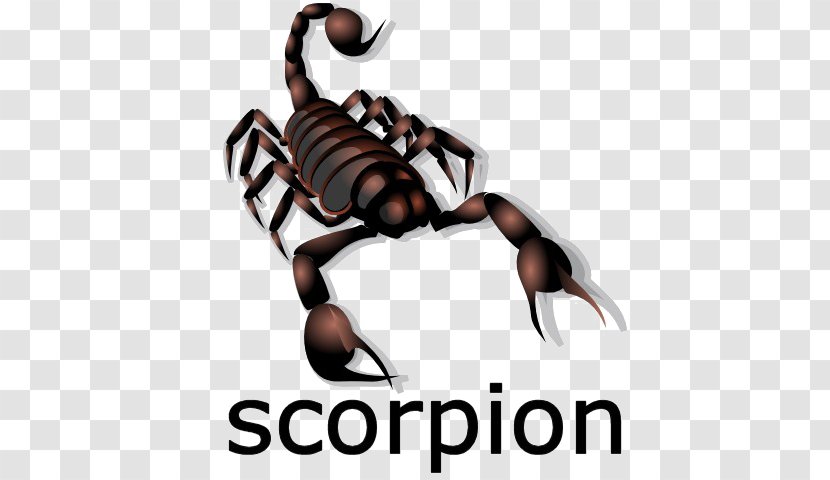 Scorpion Drawing Information Clip Art - Video Transparent PNG