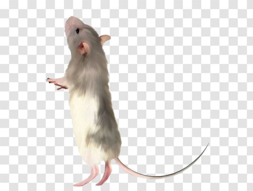 Computer Mouse Rat - Pet - Cute Little Transparent PNG