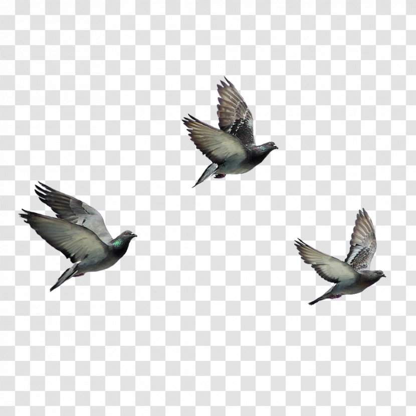 Bird Columbidae Domestic Pigeon - Doves As Symbols Transparent PNG