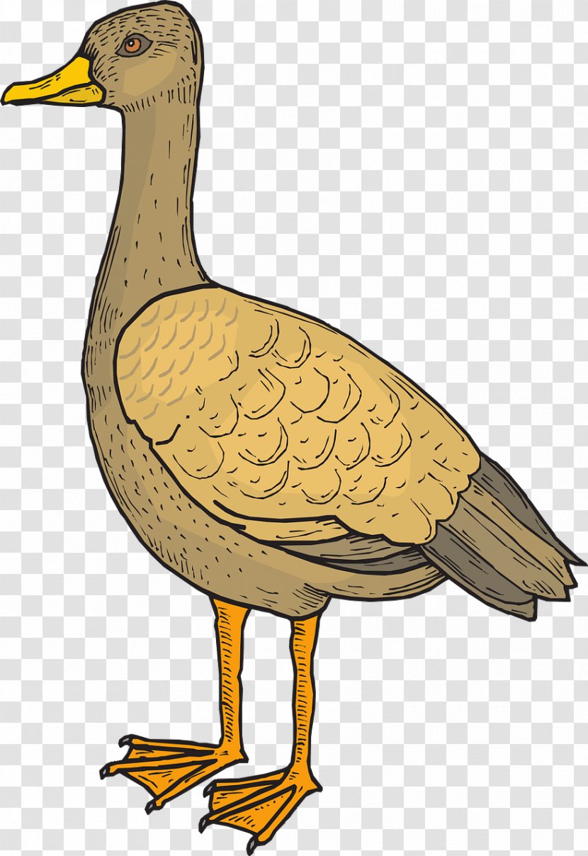 Bird Duck Goose Cygnini Wing - Livestock Transparent PNG