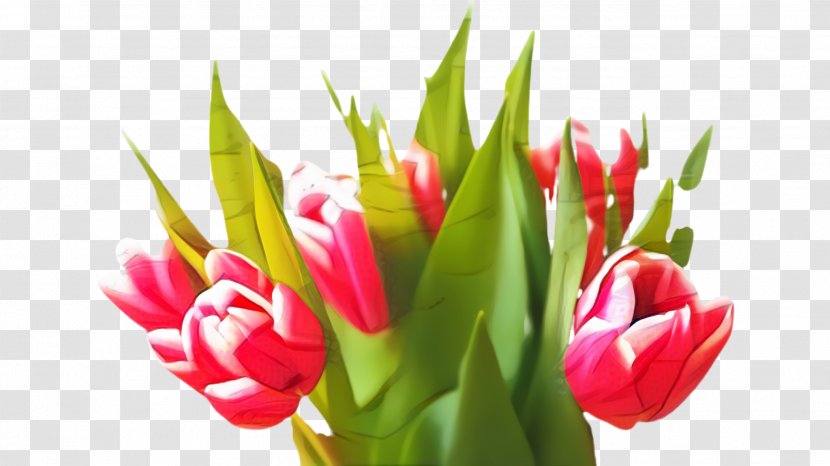 Flowers Background - Bud - Lily Family Red Ginger Transparent PNG