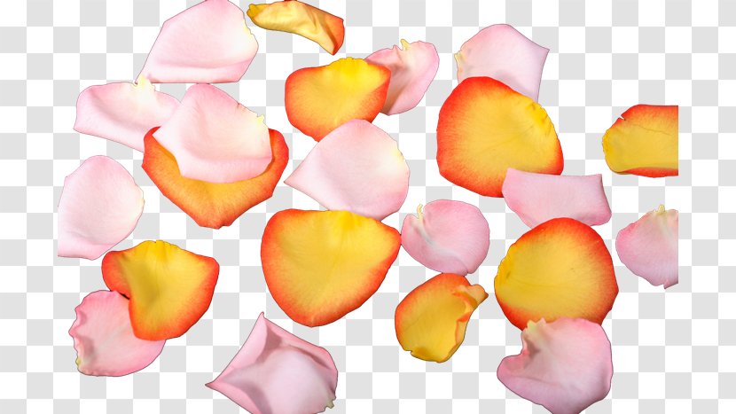 Petal Flower PhotoScape Transparent PNG