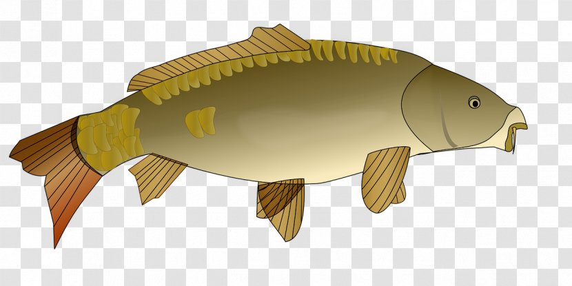 Koi Carp Clip Art - Fish Transparent PNG
