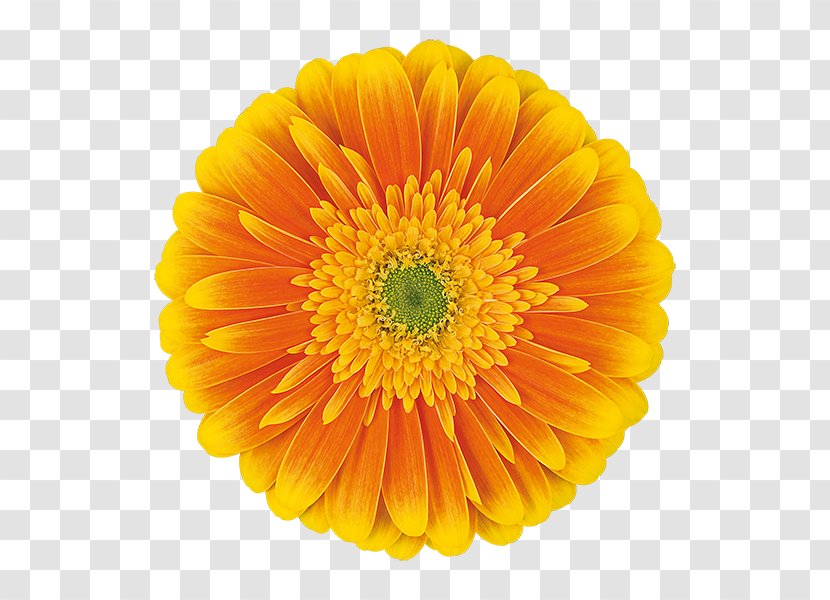 Transvaal Daisy Cut Flowers Common Orange - Plant - Souvenir Transparent PNG