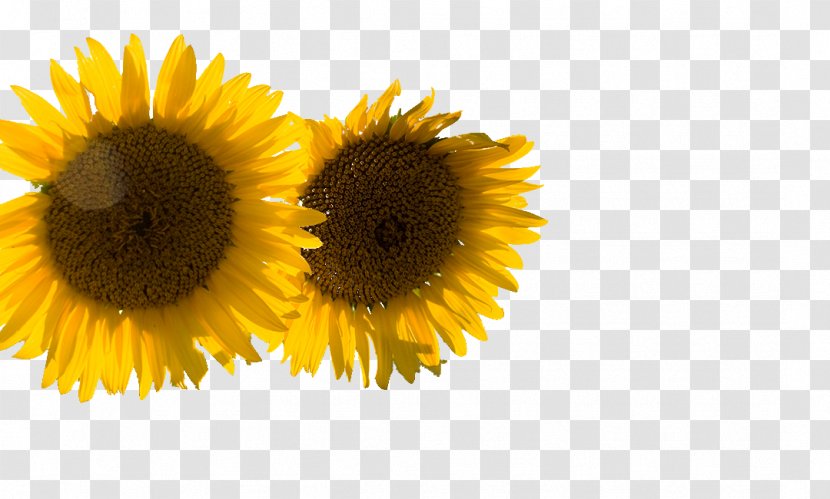 Common Sunflower Cut Flowers Daisy Family Dragon Mania Legends - Flower - Sharing Economy Transparent PNG