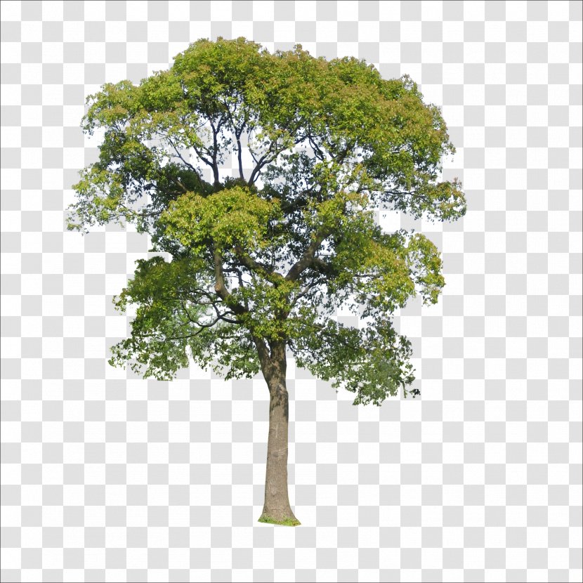 Tree Icon - Display Resolution - Trees Transparent PNG