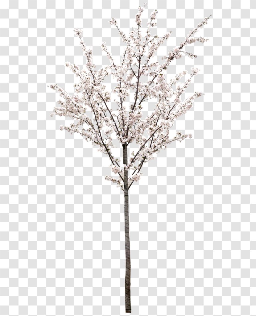 Cherry Tree - Twig - Flower Transparent PNG