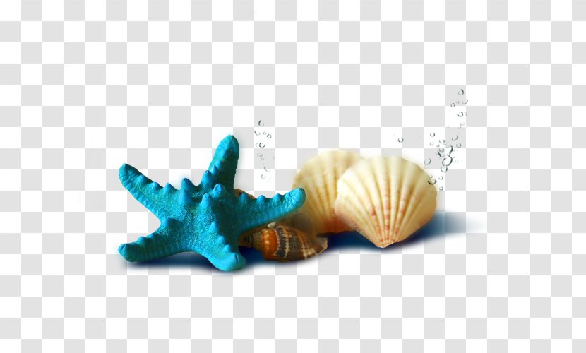 Download - Software - Shells And Starfish Transparent PNG