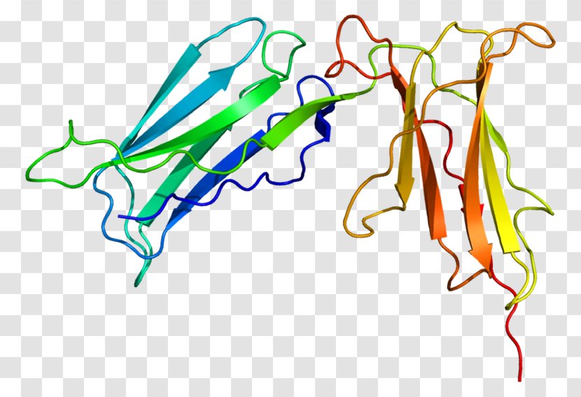 KIR2DL1 Killer-cell Immunoglobulin-like Receptor KIR2DS4 Natural Killer Cell Immunoglobulin Domain - Organism Transparent PNG