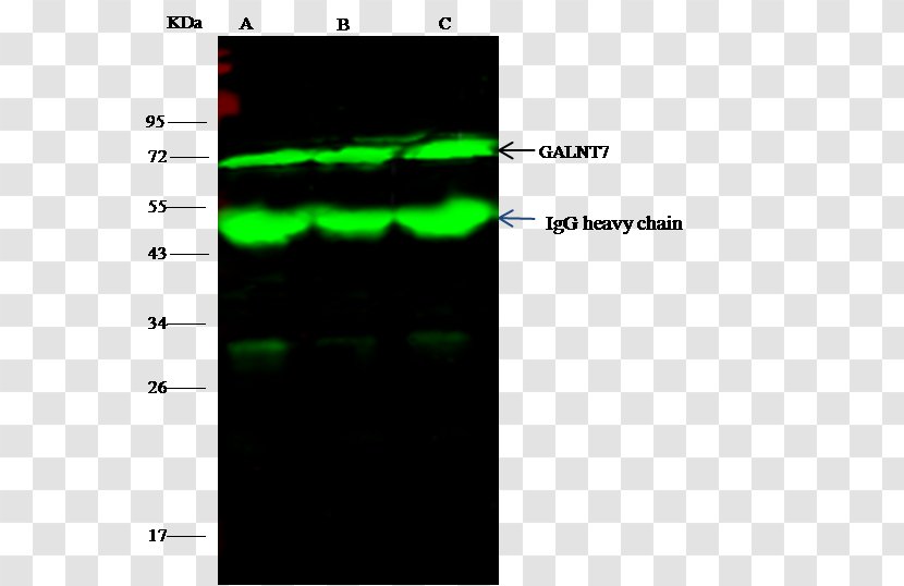 Immunoprecipitation Epithelial Cell Adhesion Molecule Antibody A431 Cells Font - Rectangle - Cloning Vector Transparent PNG