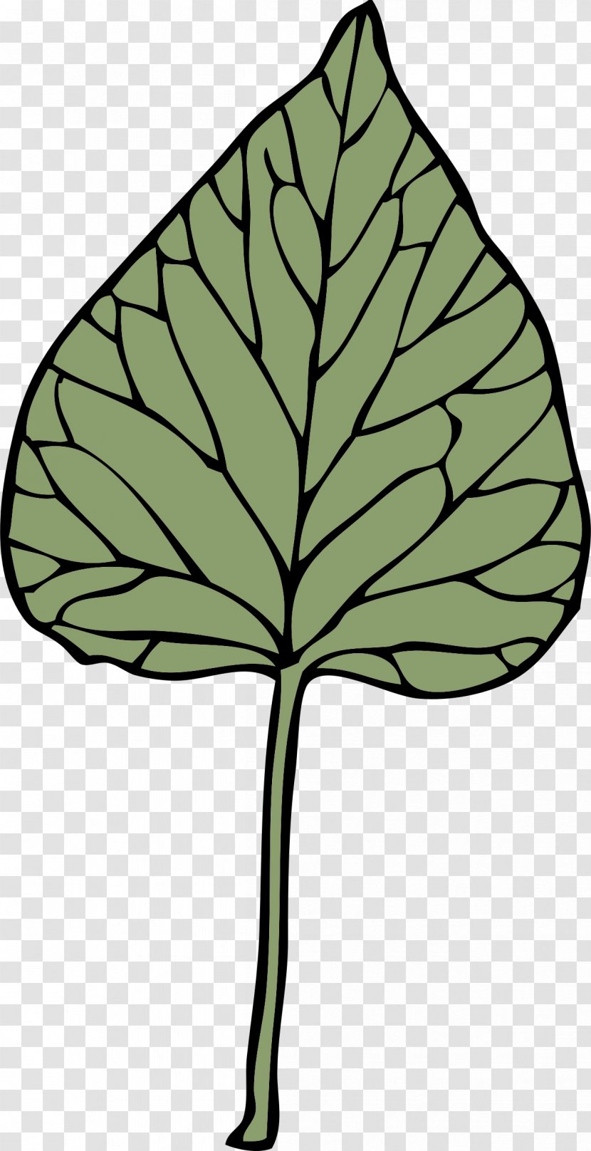 Download Clip Art - Leaf - Flora Transparent PNG